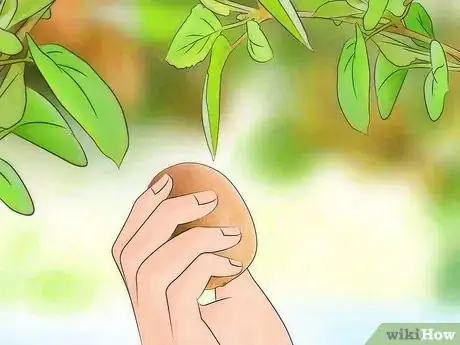 Image titled Grow Kiwifruit Step 12