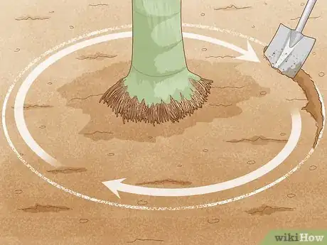 Image titled Remove a Palm Tree Step 10