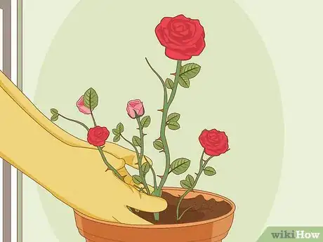 Image titled Care for Roses Step 18