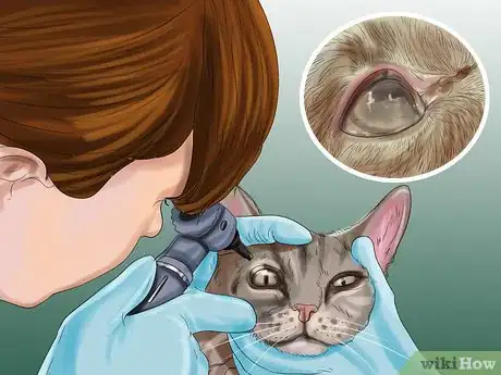 Image titled Diagnose and Treat Bulging Eye in Cats Step 4