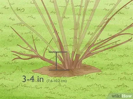 Image titled Prune Forsythia Step 4