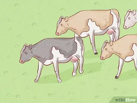 Image titled Herd Cattle Step 12