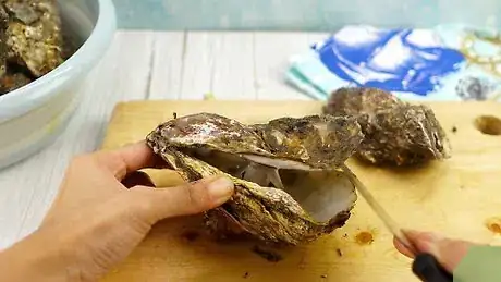 Image titled Clean Oyster Shells for Crafts Step 1