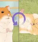 Train Your Hamster