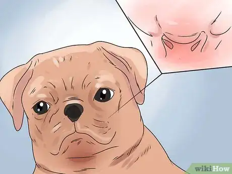 Image titled Save a Choking Dog Step 7