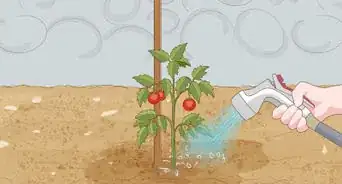 Prepare the Soil for Tomato Plants