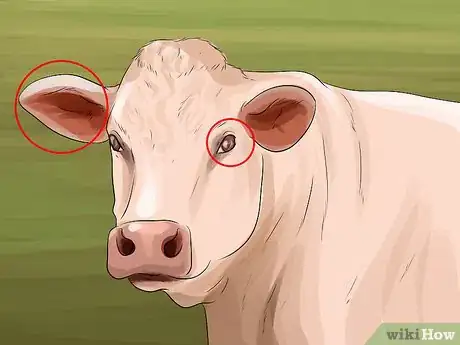 Image titled Identify Charolais Cattle Step 9