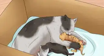 Move Newborn Kittens