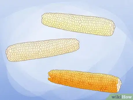 Image titled Grow Sweet Corn Step 2