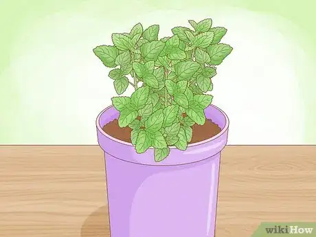 Image titled Grow Mint in a Pot Step 5