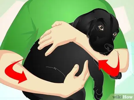 Image titled Deliver Ear Medication to Dogs Step 7