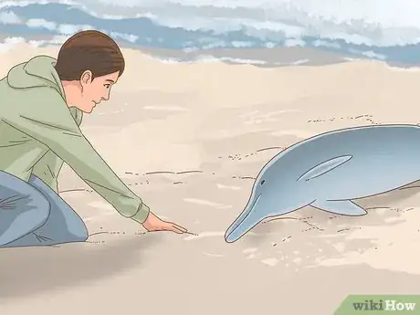 Image titled Save a Stranded Dolphin Step 8