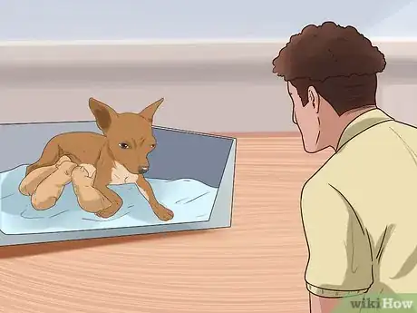 Image titled Help Your Chihuahua During Labor Step 15