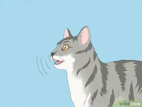 Image titled Why Do Cats Chatter Step 1