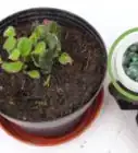 Grow Potted Plants