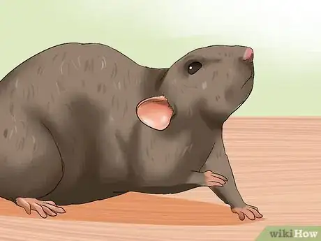 Image titled Care for a Pregnant Pet Rat Step 11