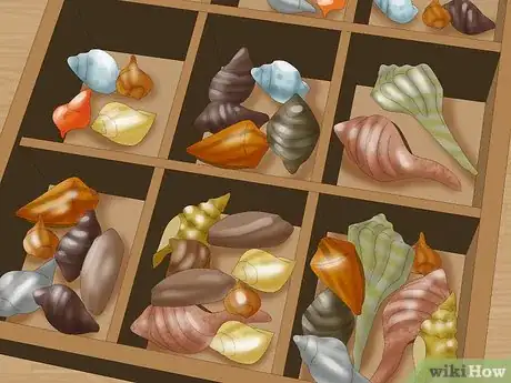 Image titled Collect Shells Step 11