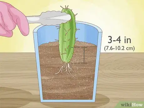 Image titled Grow Cactus in Containers Step 9