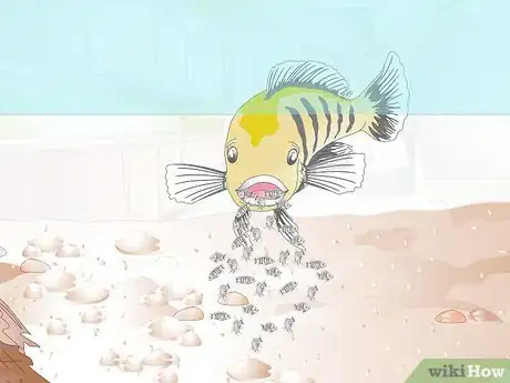 Image titled Breed Malawi Cichlids Step 13