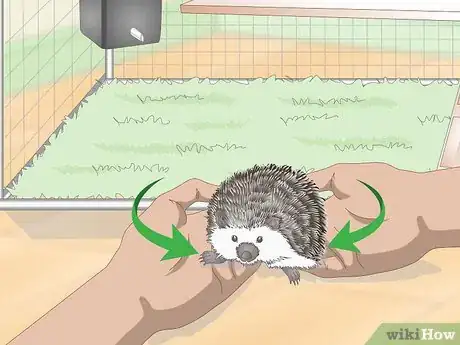 Image titled Carry a Hedgehog Step 12