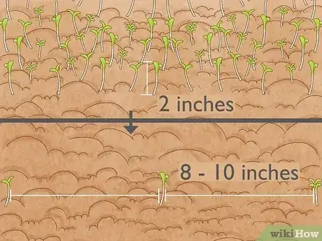 Image titled Grow Chamomile Step 17
