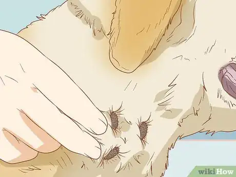 Image titled Remove Sticky Barbed Seeds from Your Dog's Fur Coat Step 2