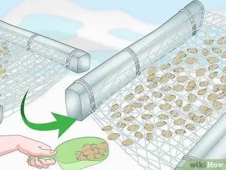 Image titled Grow Oysters Step 15