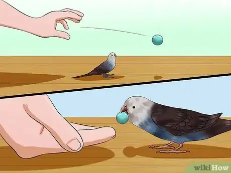 Image titled Play With Your Budgie Step 10