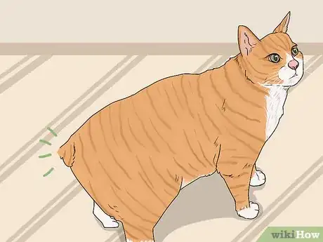 Image titled Identify a Manx Step 1