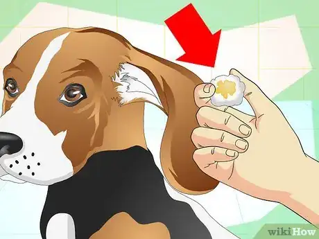 Image titled Heal Ear Infections in Dogs Step 16