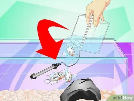 Image titled Set up a Cichlid Tank Step 15