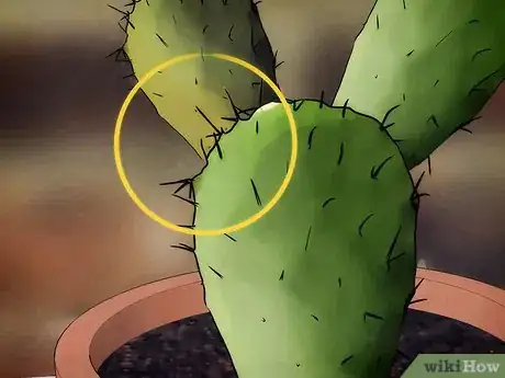 Image titled Save a Dying Cactus Step 4
