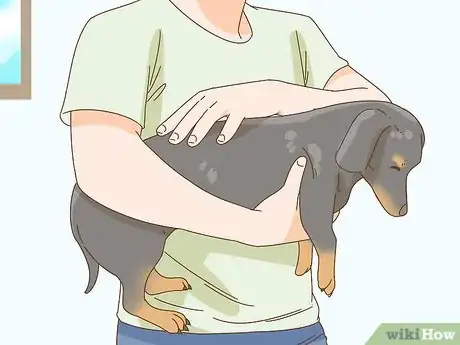 Image titled Hold a Dachshund Properly Step 4