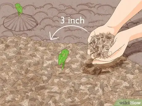Image titled Grow Pole Beans Step 8