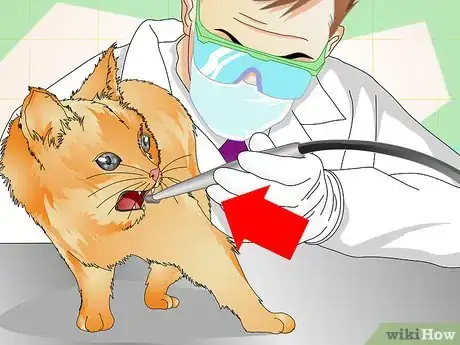 Image titled Check Your Cat's Teeth Step 7