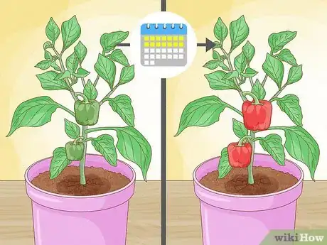 Image titled Grow Bell Peppers Step 11