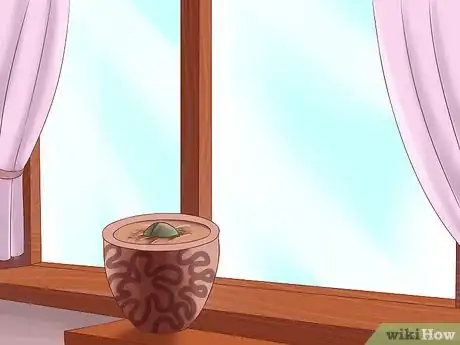 Image titled Grow Avocados Step 1