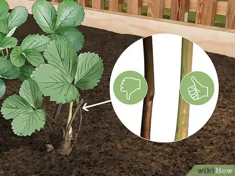 Image titled Fix Root Rot Step 4