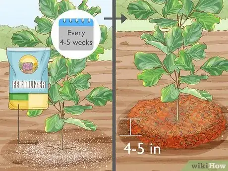 Image titled Grow Figs Step 8