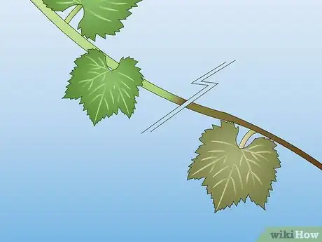 Image titled Propagate a Grapevine from Store Bought Grapes Step 4