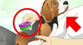 Nurse a Dog when It's Sick