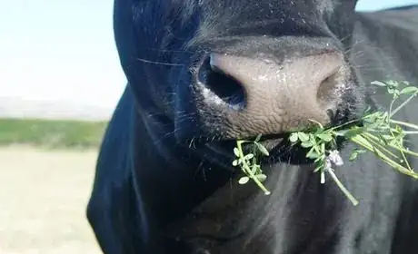 Image titled Alfalfa cow1