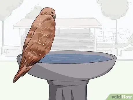 Image titled Attract Hawks Step 1