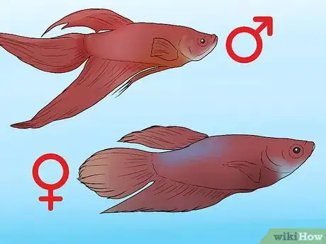 Image titled Determine the Sex of a Betta Fish Step 1