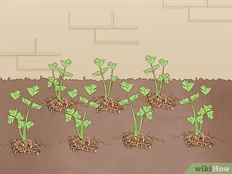 Image titled Grow Celery Step 13