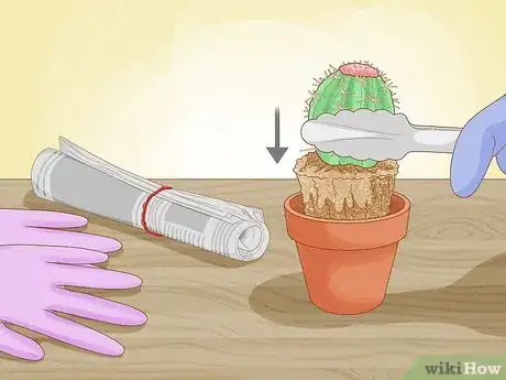 Image titled Grow Cactus in Containers Step 8