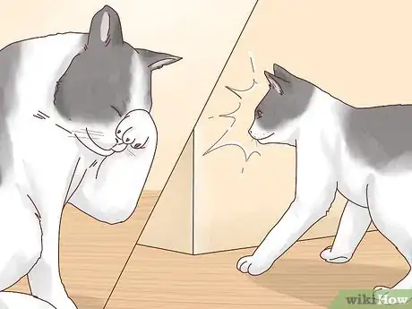 Image titled Take Care of a Blind Cat Step 2