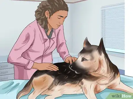 Image titled Diagnose Dysplasia in German Sheperds Step 9