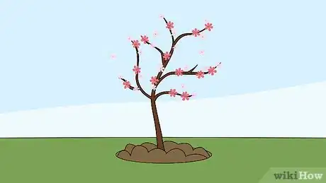 Image titled Grow a Cherry Blossom Tree Step 8