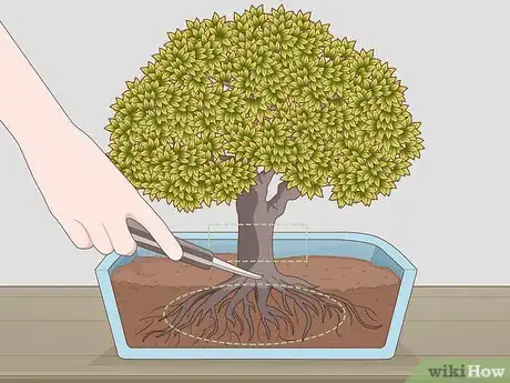 Image titled Grow and Care for a Bonsai Tree Step 3